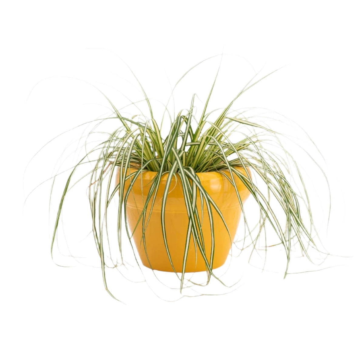 Pierre Ceramic Planter